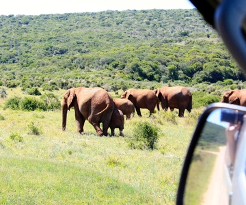 From Cape Town: 5-Day Best of Garden Route and Addo Safari