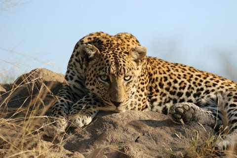 From Cape Town: Full-Day Big 5 Game Drive Safari with Lunch