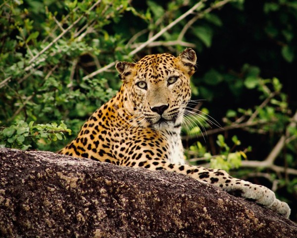 Visit Full-Day wild safari in Kumana National Park in Arugam Bay