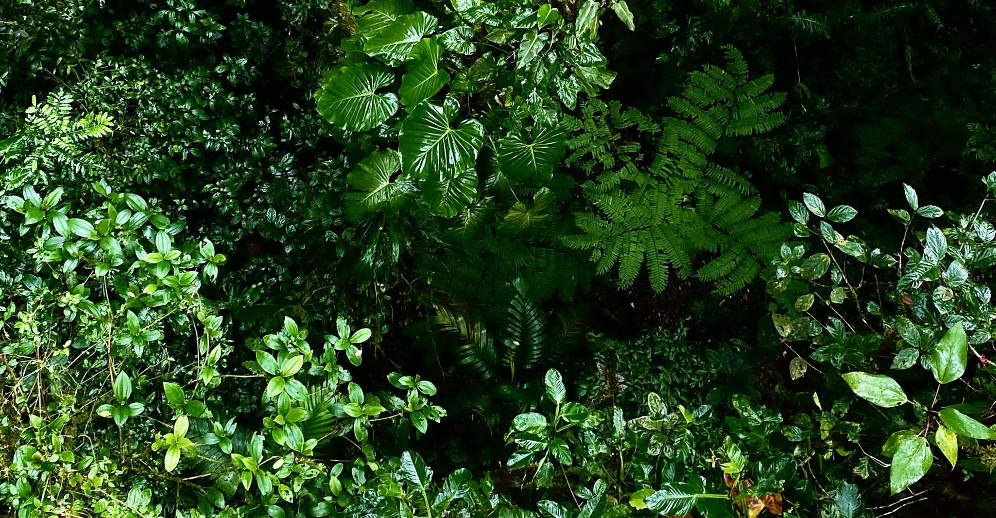 Monteverde, Guided Tour in Monteverde Cloud Forest - Housity