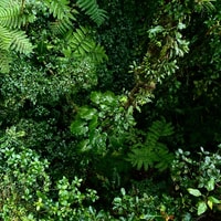 Monteverde, Guided Tour in Monteverde Cloud Forest - Housity