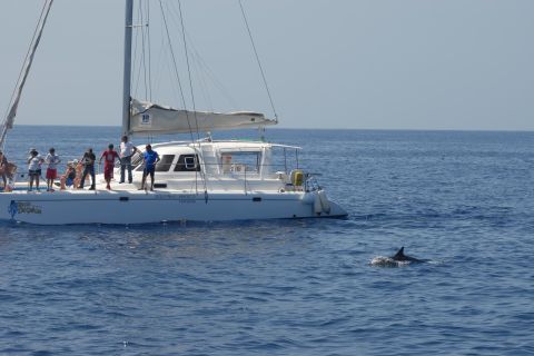 Funchal: Dolphin and Whale Watching by Luxury Catamaran