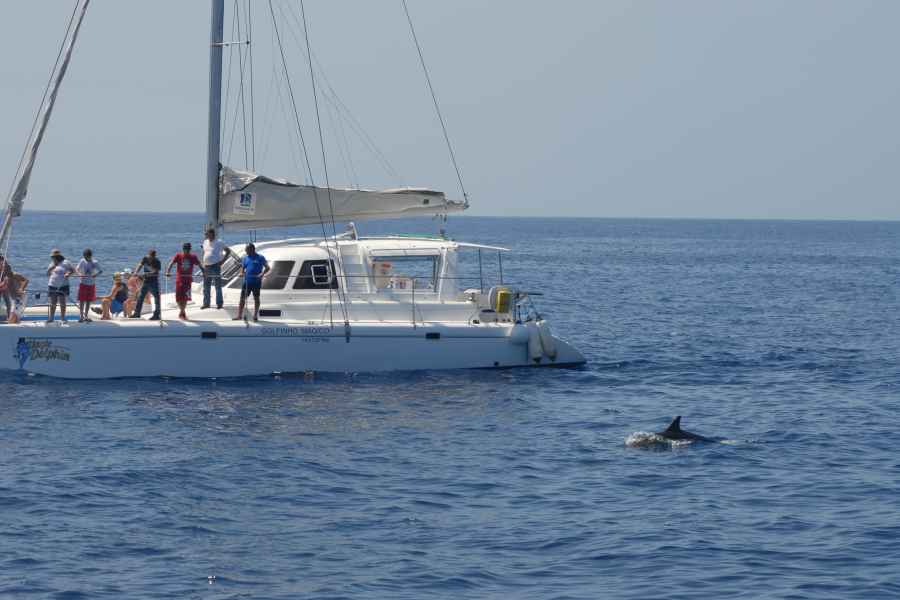 Funchal: Delfin- und Walbeobachtung per Luxuskatamaran