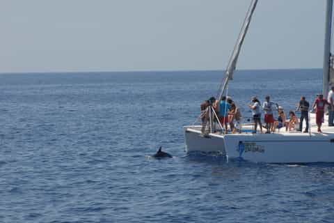 Funchal: Dolphin and Whale Watching by Luxury Catamaran