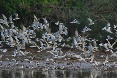 Negombo: Dutch Canal, Negombo Lagoon, Muthrajawela Boat Tour