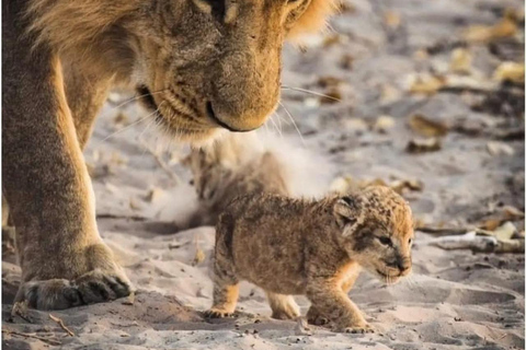 Nairobi: passeio de meio dia no Parque NacionalNairobi: tour privado de meio dia no Parque Nacional