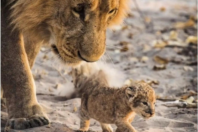 Nairobi: passeio de meio dia no Parque NacionalNairobi: tour privado de meio dia no Parque Nacional