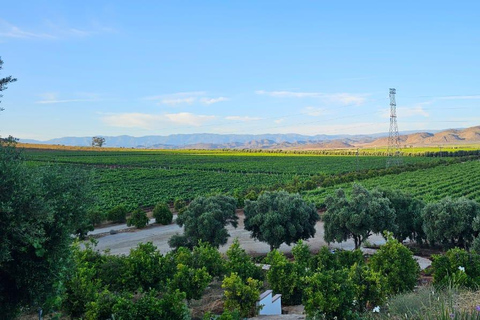 Visite de la vallée de Guadalupe : dégustations de vins inclusesCircuit dans la vallée de Guadalupe : dégustations de vins incluses