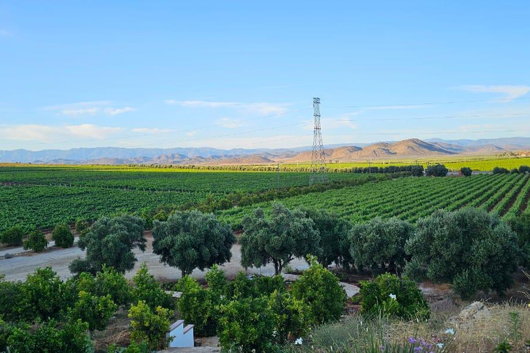 Visite de la vallée de Guadalupe : dégustations de vins inclusesCircuit dans la vallée de Guadalupe : dégustations de vins incluses