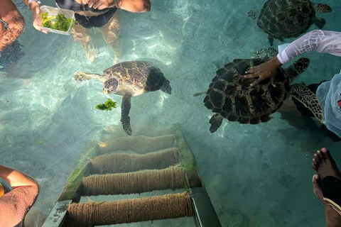 Zanzibar: Sea turtle Swim at Salam cave in Kizimkazi village Zanzibar: Swim with sanctuary Tortoise at salam and transfer