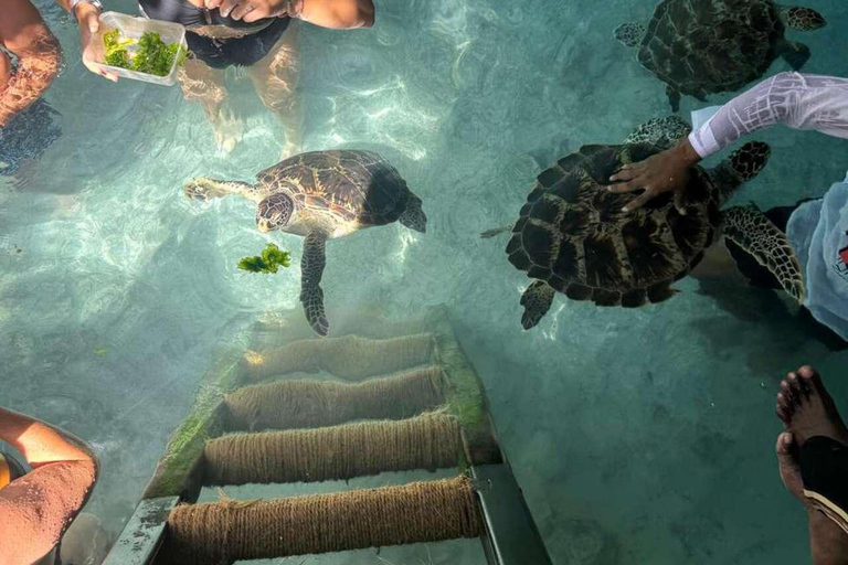 Zanzibar: Sea turtle Swim at Salam cave in Kizimkazi village Zanzibar: Swim with sanctuary Tortoise at salam and transfer