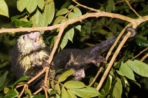 Monteverde: Private Night Tour with Wildlife Encounters