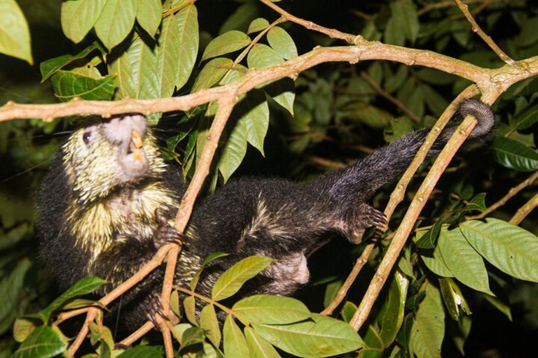 Monteverde: Private Night Tour with Wildlife Encounters