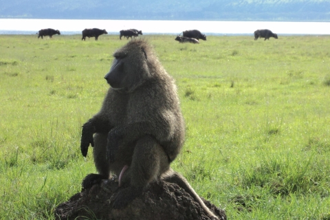 Park Narodowy Lake Nakuru: całodniowa wycieczka