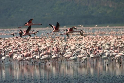 Parc national du lac Nakuru: visite d'une journée