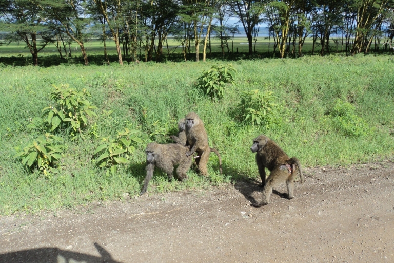 Parque Nacional del Lago Nakuru: tour de día completo