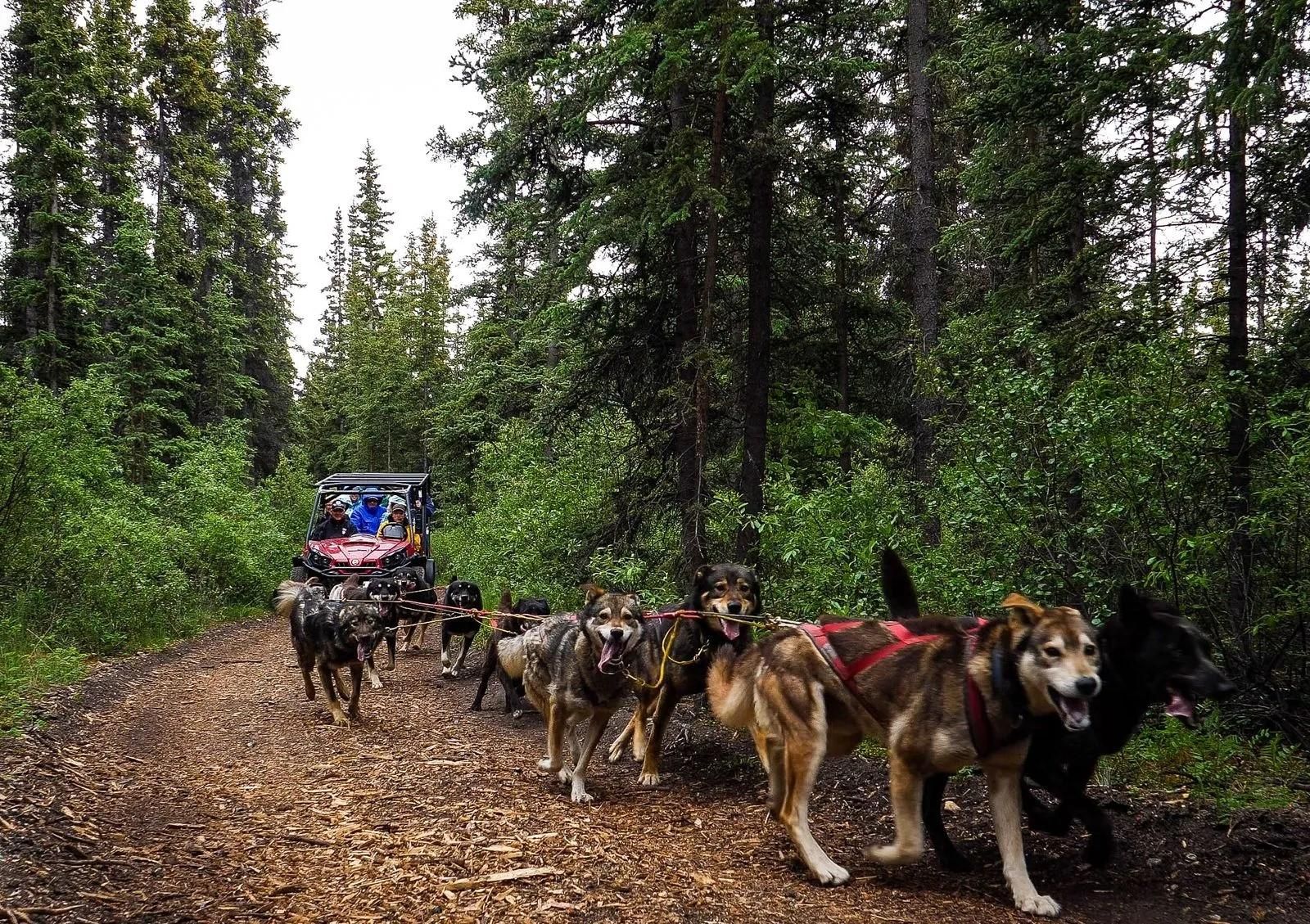 Skagway: Yukon Dog Mushing & Sightseeing Tour