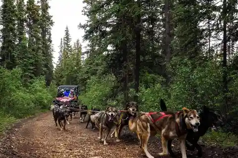 Skagway: Yukon Dog Mushing & Passeio Turístico