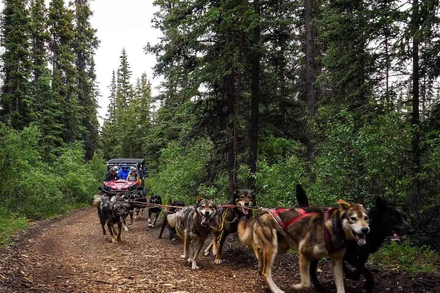 Skagway: Yukon Dog Mushing & Sightseeing Tour. Foto: GetYourGuide Skagway: Yukon Dog Mushing & Sightseeing Tour. Foto: GetYourGuide