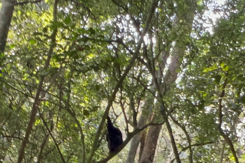 Lago Bunyonyi - Viagem de 1 dia para o trekking com chimpanzés na floresta de Kalinzu