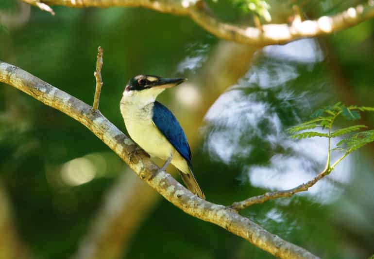 half-day-birdwatching-tour-from-langkawi-getyourguide