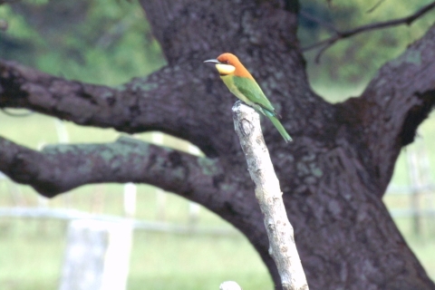 Excursión de medio día de observación de aves desde Langkawi