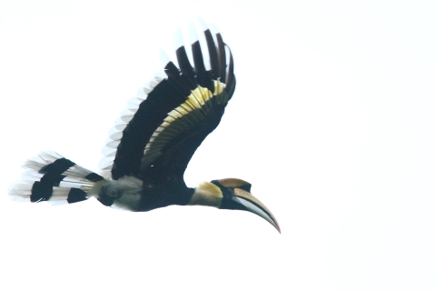 Półdniowa wycieczka z obserwacją ptaków z Langkawi