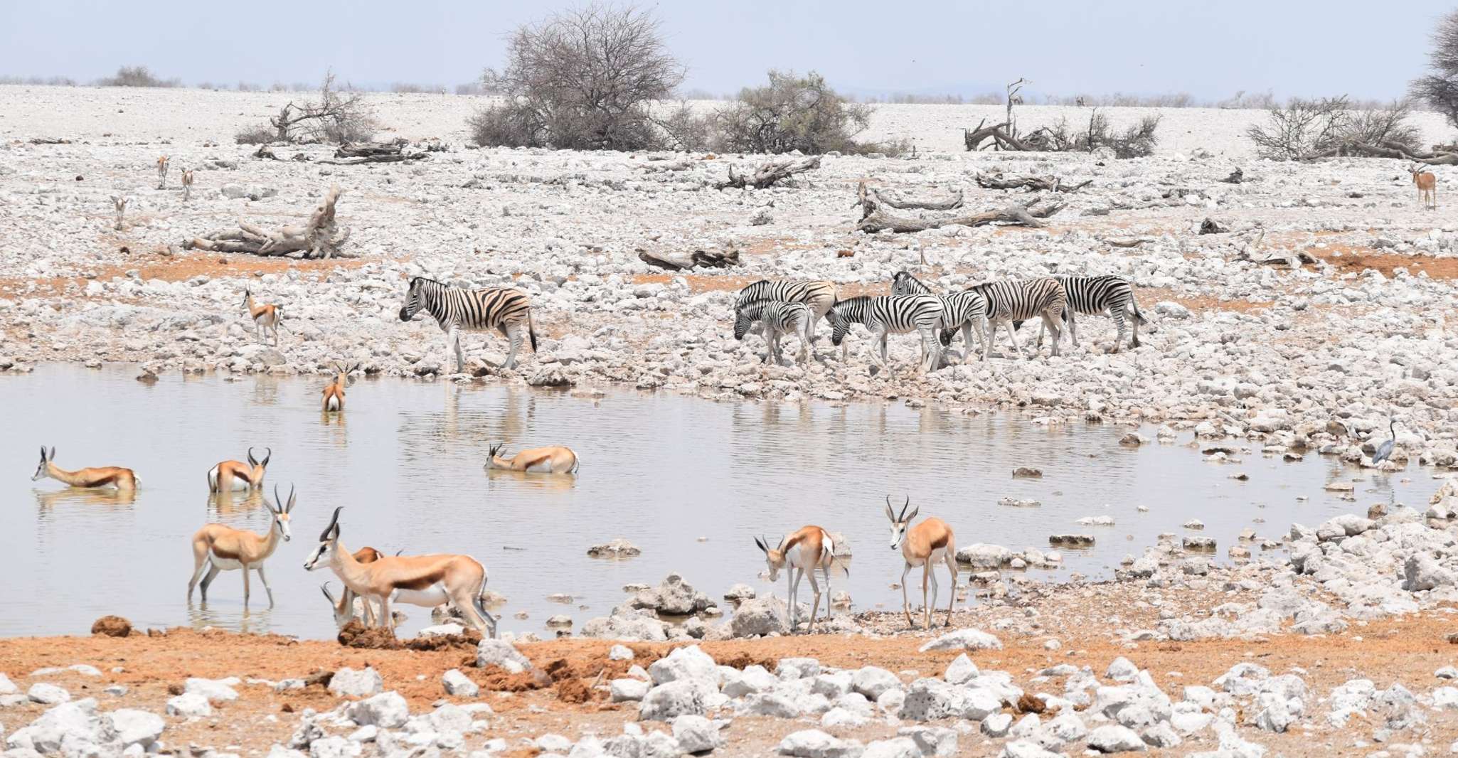 Windhoek - Swakopmund, Etosha Express Safari - Hizvo