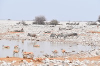 Windhoek - Swakopmund, Etosha Express Safari - Hizvo