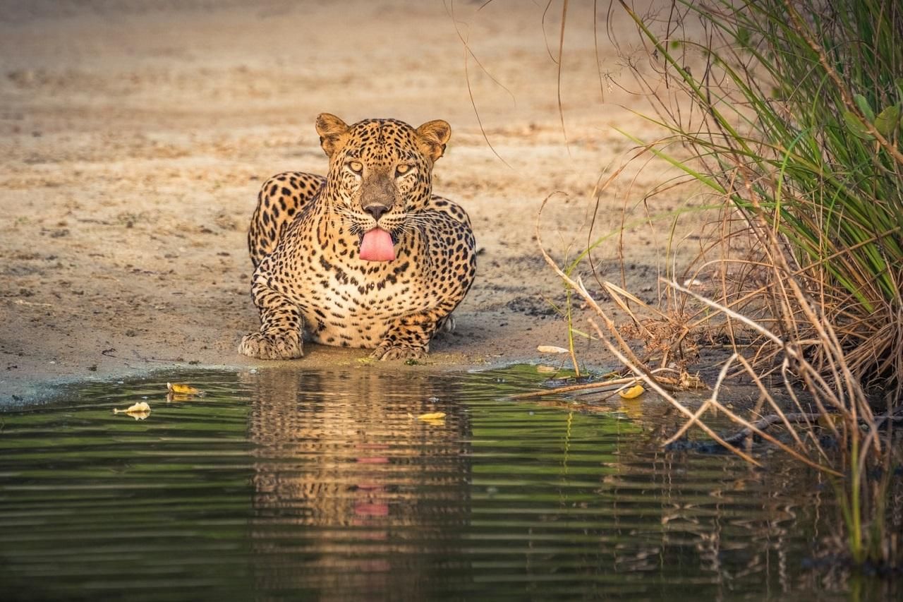 Von Sigiriya: Wilpattu-Nationalpark-Safari im privaten Jeep