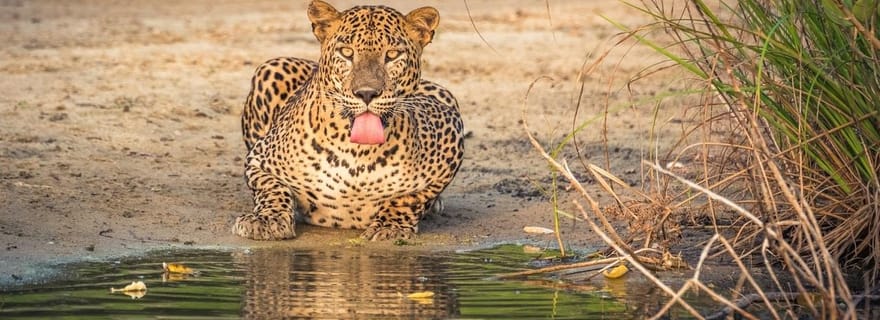 Depuis Anuradhapura : Safari d'une demi-journée dans le parc national de Wilpattu