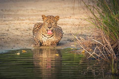 Z Kandy: Safari w Parku Narodowym Wilpattu z odbiorem z hotelu