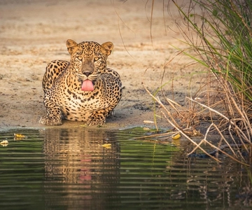 From Anuradhapura: Wilpattu National Park Half-Day Safari