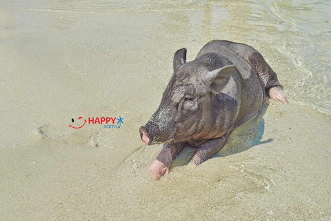 Koh Samui: Pig Island Tour by Speedboat with Snorkeling Private Tour or Cruise Ship Option