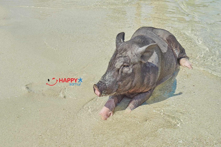 Koh Samui: Pig Island Tour by Speedboat with Snorkeling Private Tour or Cruise Ship Option