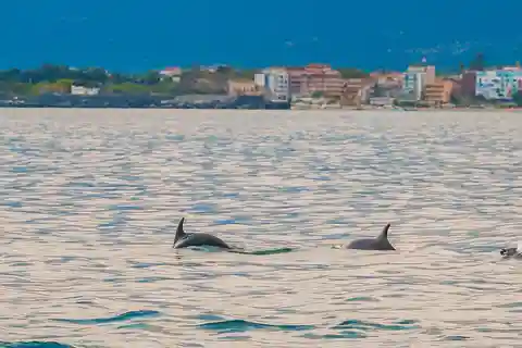 Giardini Naxos Taormina: Dolphin Watching Sunset Tour