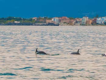 Giardini Naxos Taormina: Dolphin Watching Sunset Tour