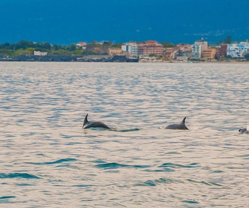Giardini Naxos Taormina: Excursión al atardecer para avistar delfines