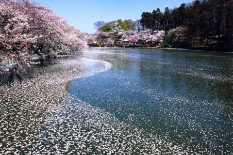 Nagano im Frühling: Tagestour Schneeaffen und Kirschblüten