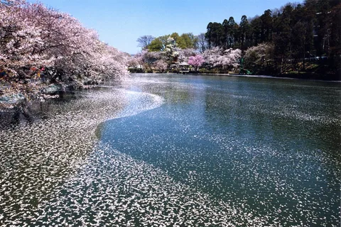 Nagano: Tour di 1 giorno con le scimmie della neve e i ciliegi in fiore in primavera