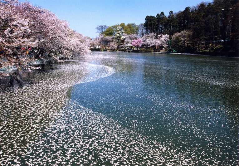 Nagano: 1-Day Snow Monkey & Cherry Blossom Tour in Spring