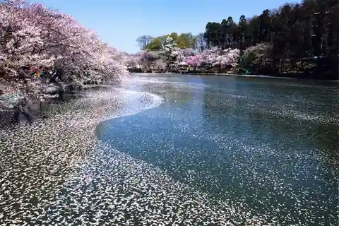Nagano: Excursão de 1 dia ao macaco da neve e às cerejeiras em flor na primavera