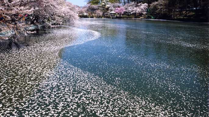 nagano 1day snow monkey cherry blossom tour in spring