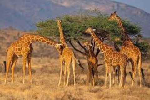 From Mombasa: Tsavo East National Park Safari