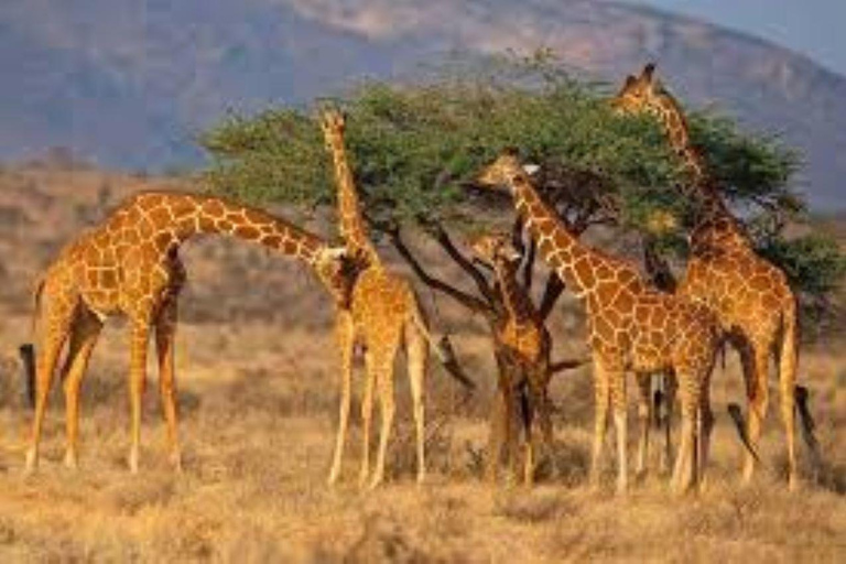 From Mombasa: Tsavo East National Park Safari