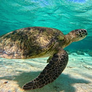 Coral Bay: Ningaloo Reef Turtle/Shark Snorkelling Tour