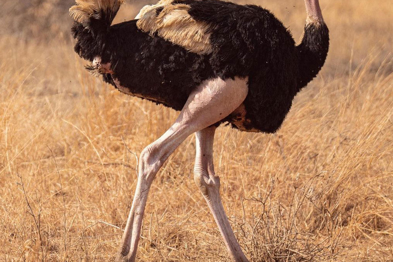 Park Narodowy Tarangire - całodniowe safari z dziką przyrodą