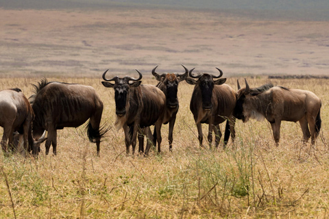 رحلات السفاري للتخييم الجماعي لمدة 5 أيام