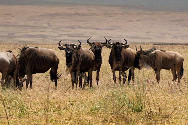 رحلات السفاري للتخييم الجماعي لمدة 5 أيام