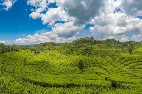 Jakarta: Active Volcano, Ricefields, Hot Springs with Lunch